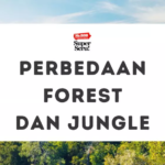 Perbedaan Forest dan Jungle dalam Bahasa Inggris